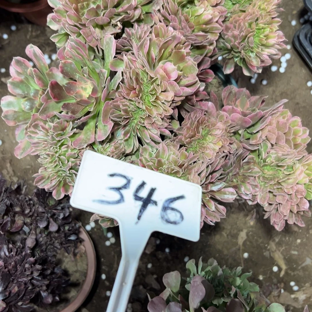 多肉植物香菲缀花346