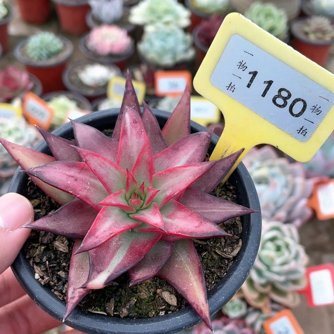 【闪购商品】1180号