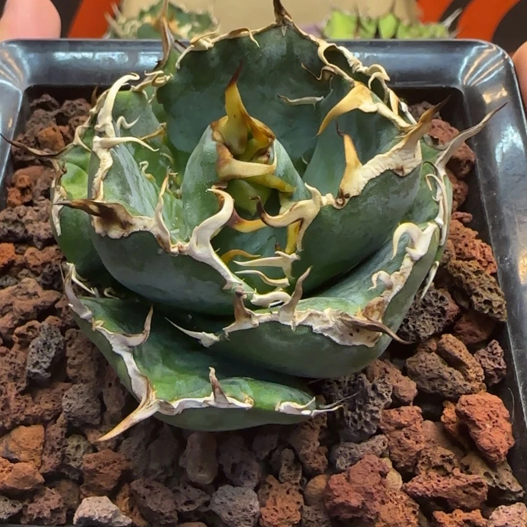 白鲸啦啦啦啦啦啦啦