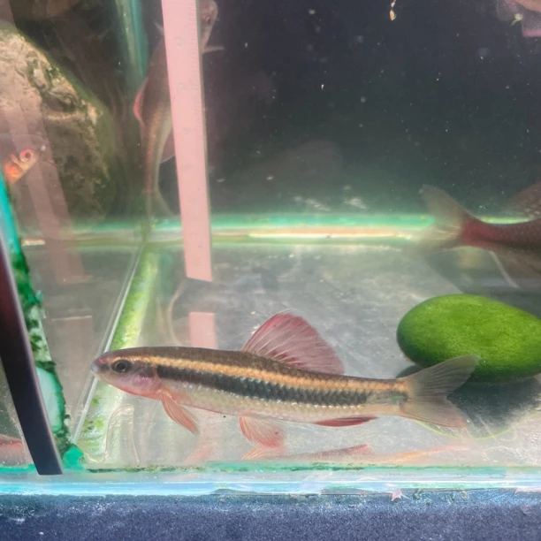 小鰁 冷水观赏鱼