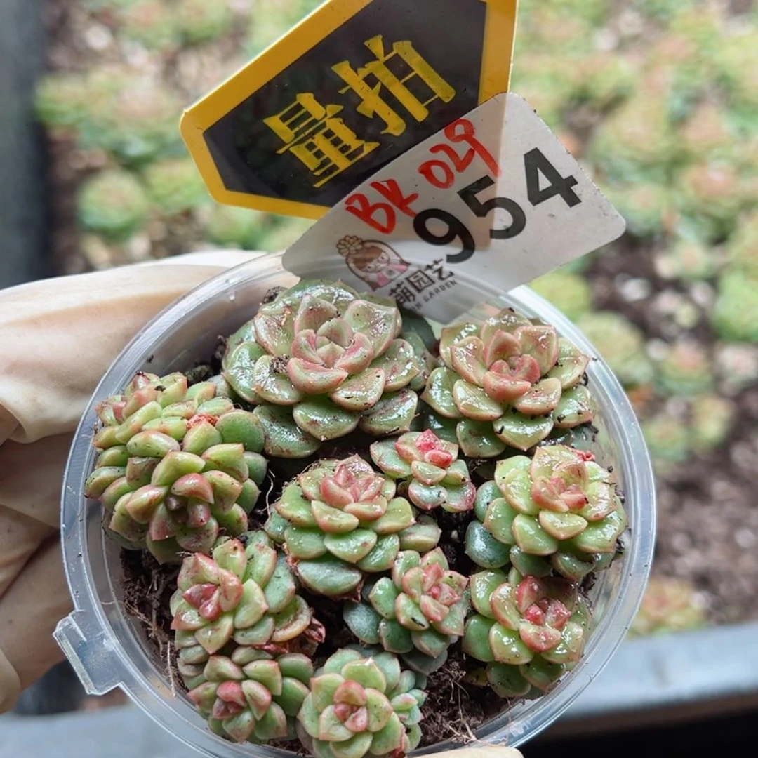 多肉植物多肉植物