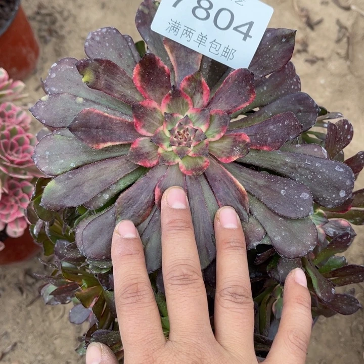 7804烟花的人多肉的