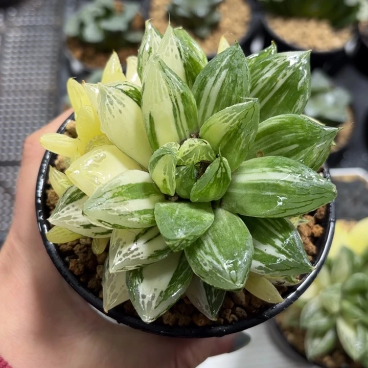 母本大宝草玉露锦