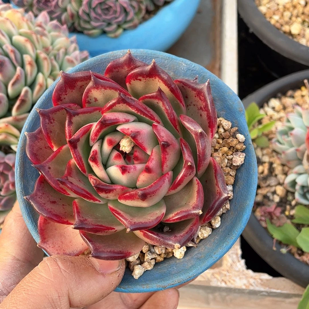 ?****?多肉植物一物一拍