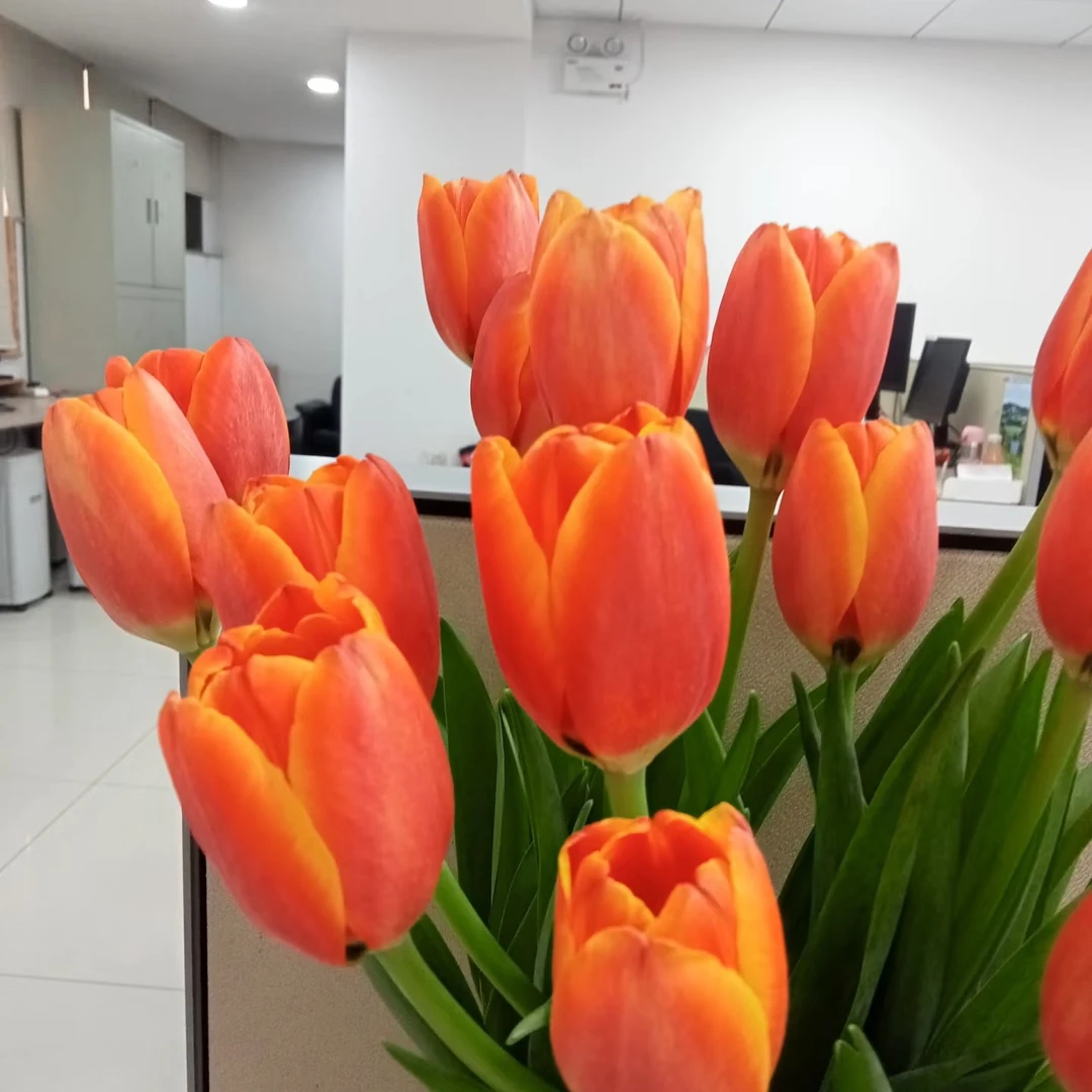 （真爱郁金香）东北鲜花基地发货顺丰包邮养护干净花束办公室浪漫