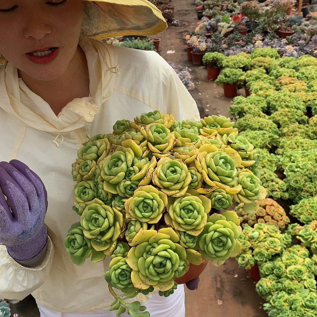 多肉植物推荐百合丽丽20