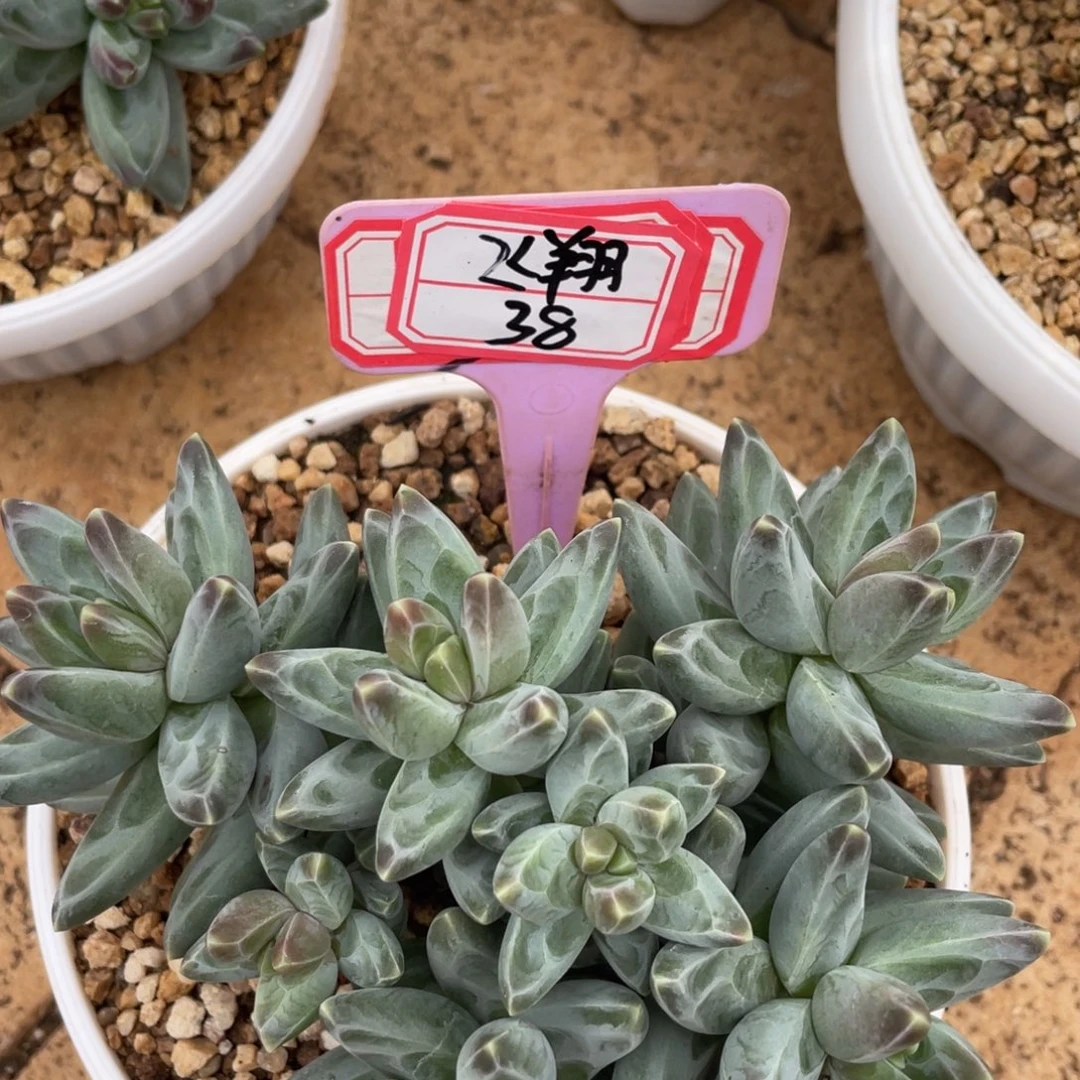 飞***燕姐姐说要不就是个，飞翔38