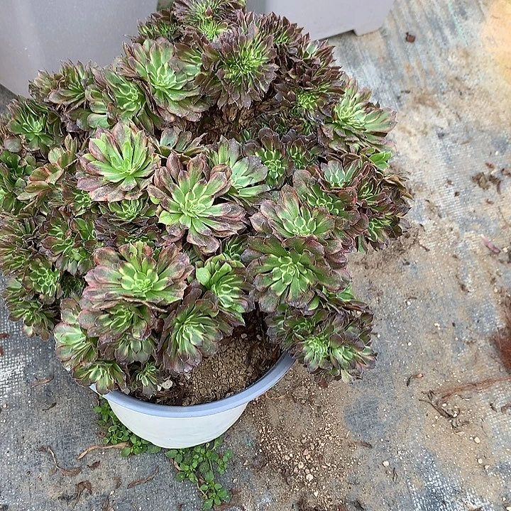 粉黛一颗朵朵缀化