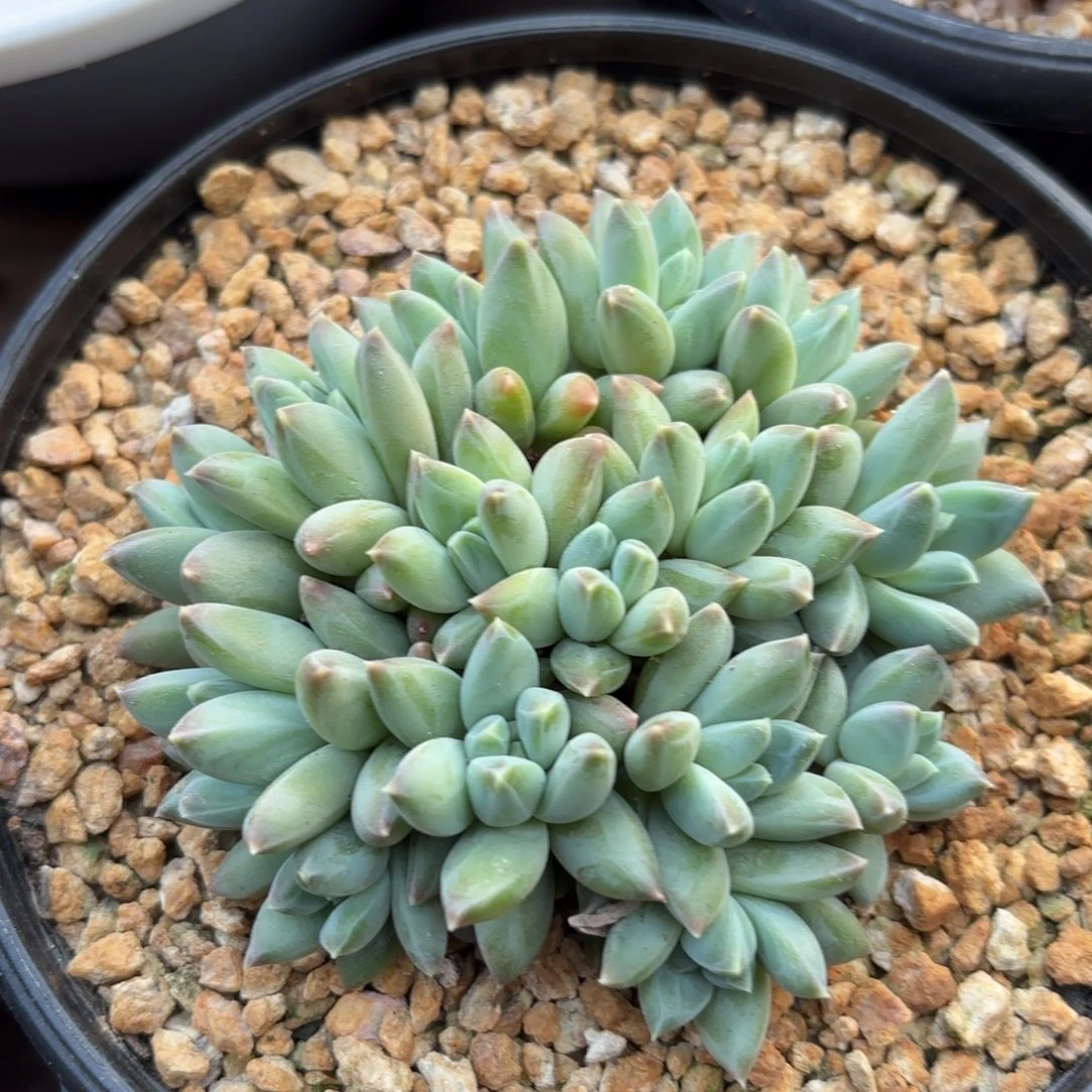 无花朵美人杂11111111