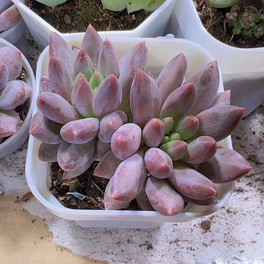 双头红蜻蜓9.9包邮多肉植物