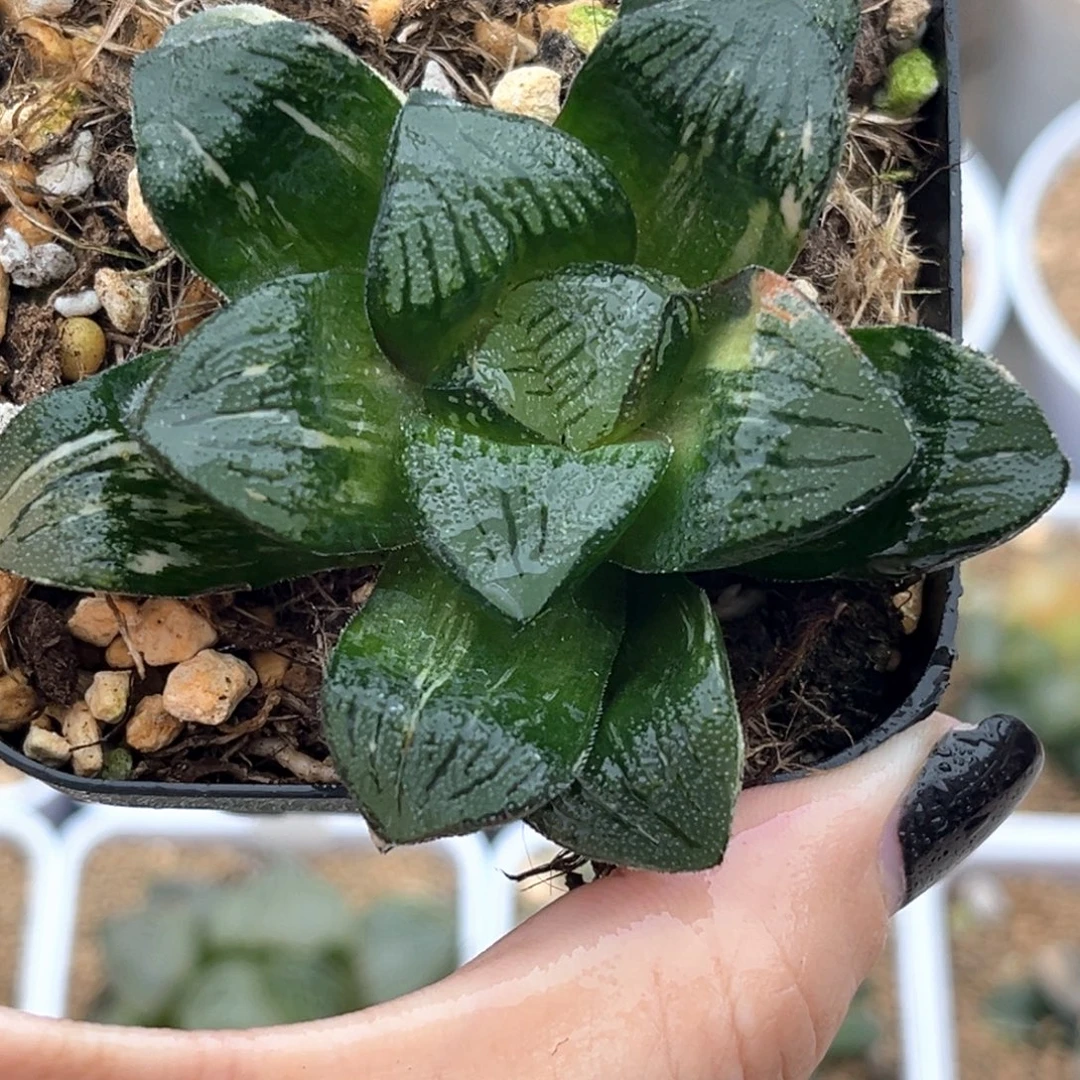 49黑肌克少锦十二卷多肉