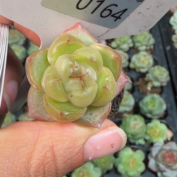 164号  清枫珍妮