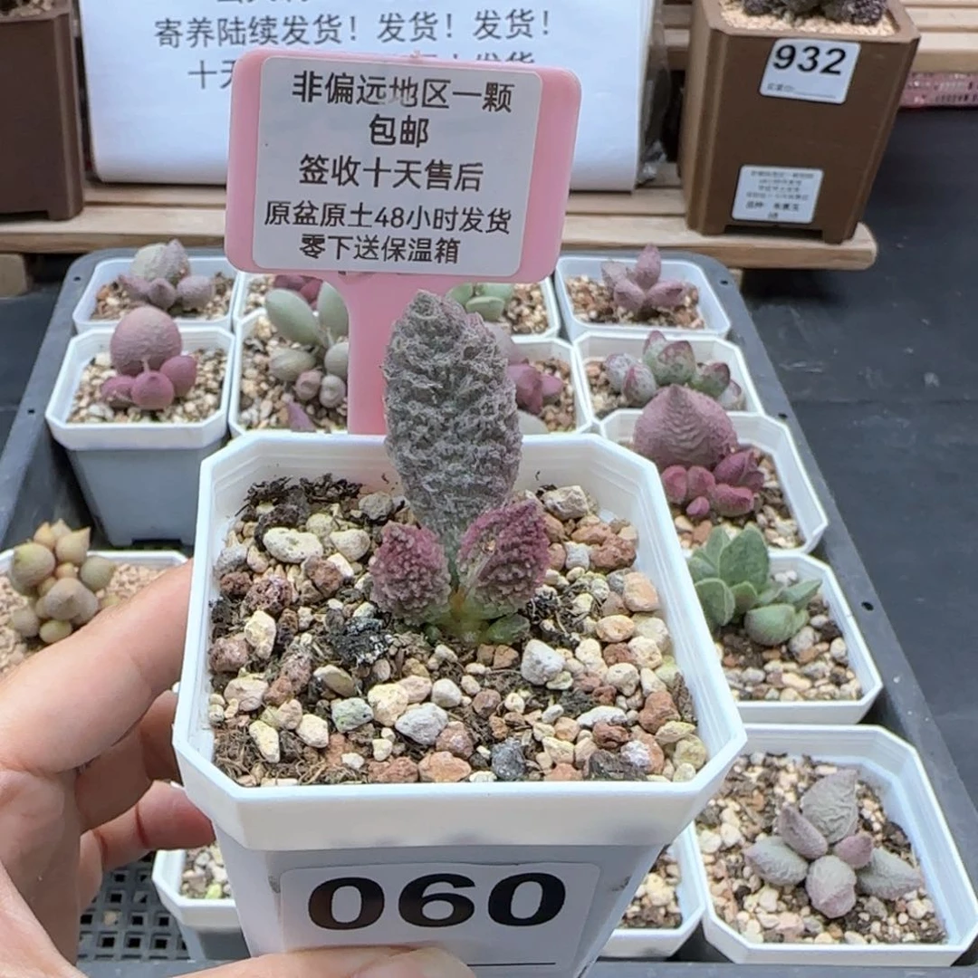 060苍龙多肉植物