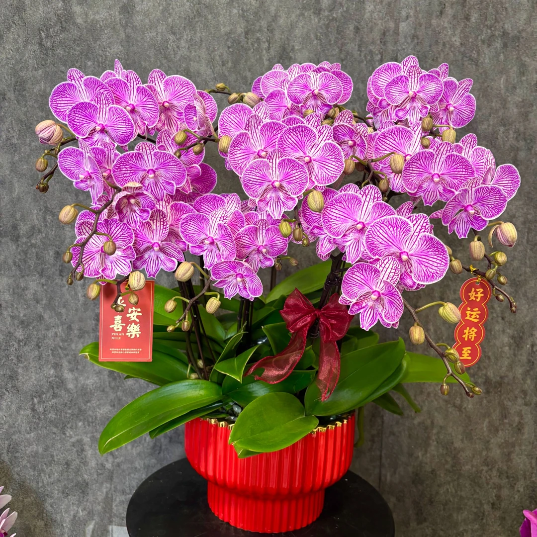 【鸿运】蝴蝶兰 鲜花绿植  好养花期长 送礼装饰 室内观赏花