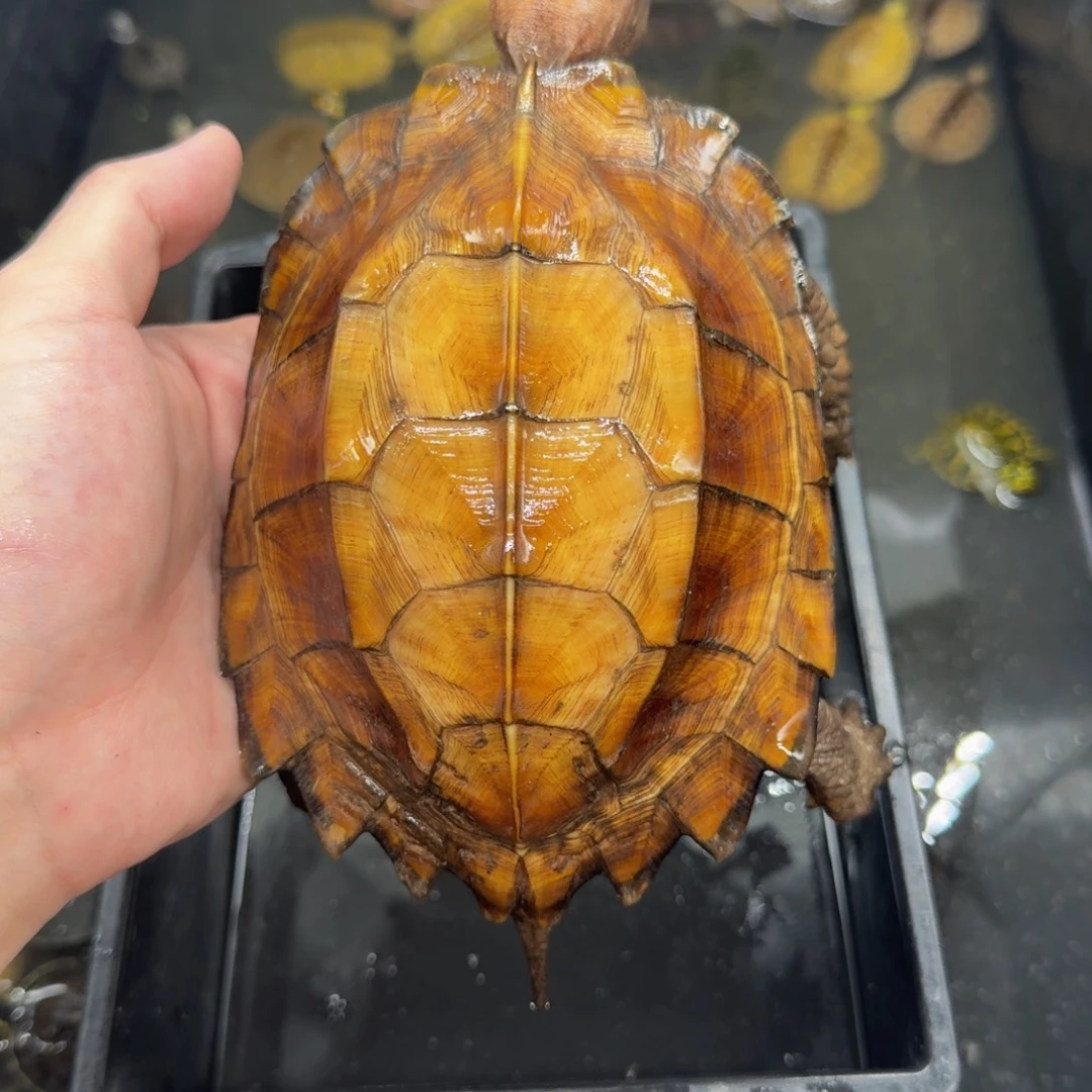 不分公母宠物龟剧缘