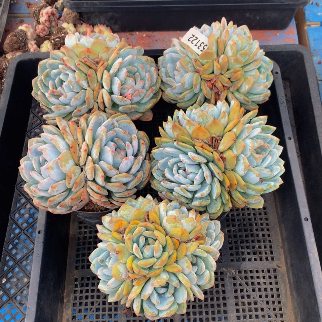 M*F53122五个嗯嗯嗯嗯好喜欢