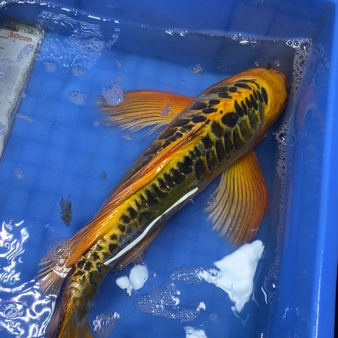 锦鲤冷水锦鲤包邮