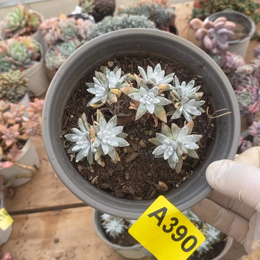 390白菊老桩一物一拍