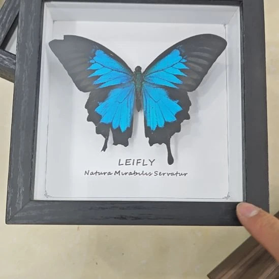 蝴蝶标本相框天堂凤蝶
