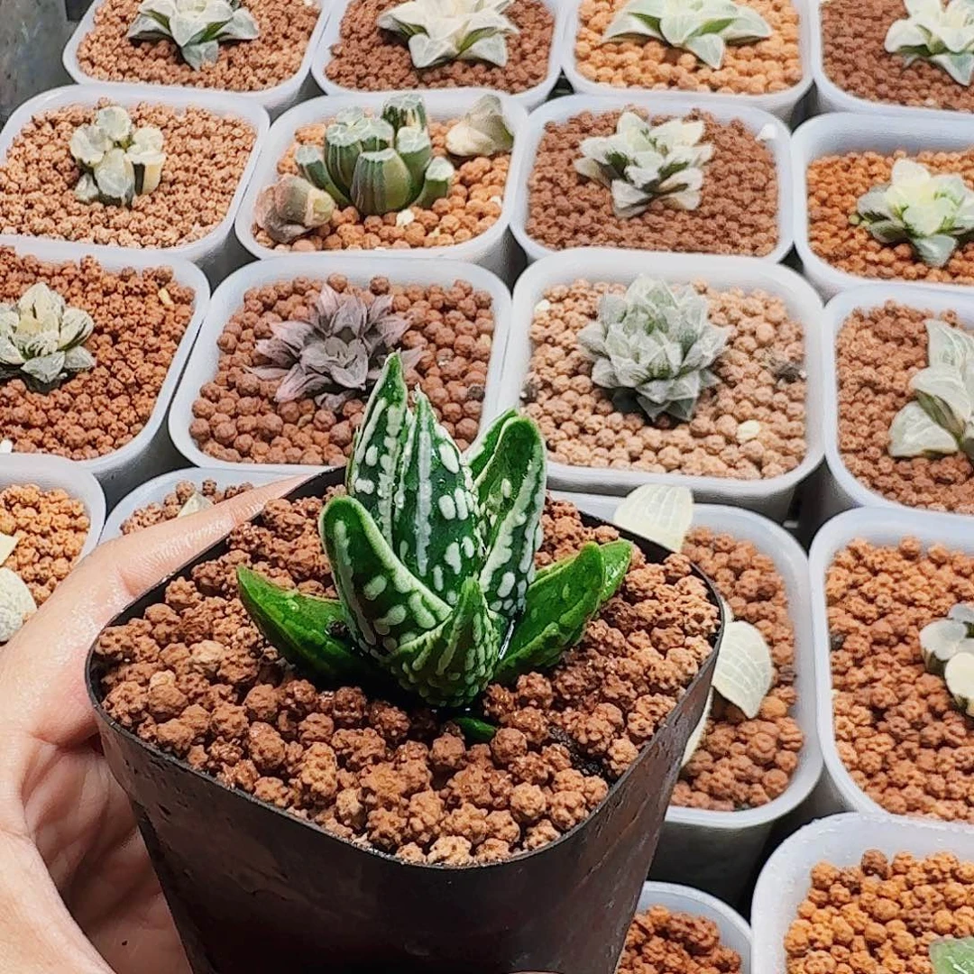 十二卷 天使之泪 福利