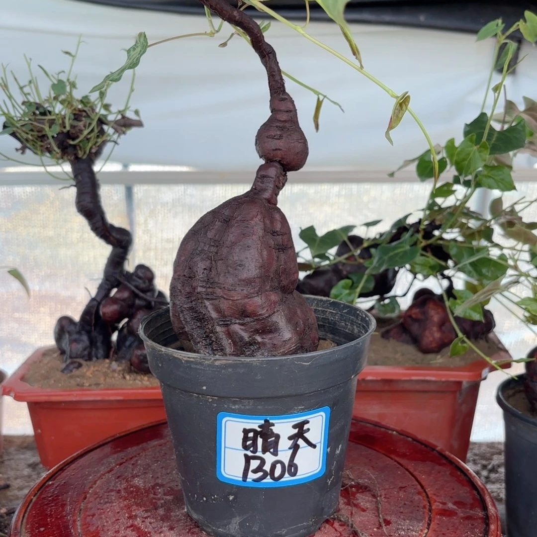 无花朵野生何首乌