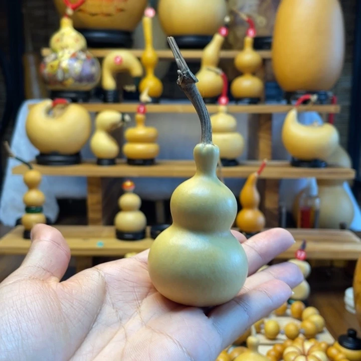 静***花天然葫芦自然生长