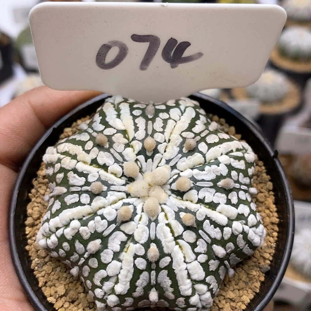 开播特价来了福利了