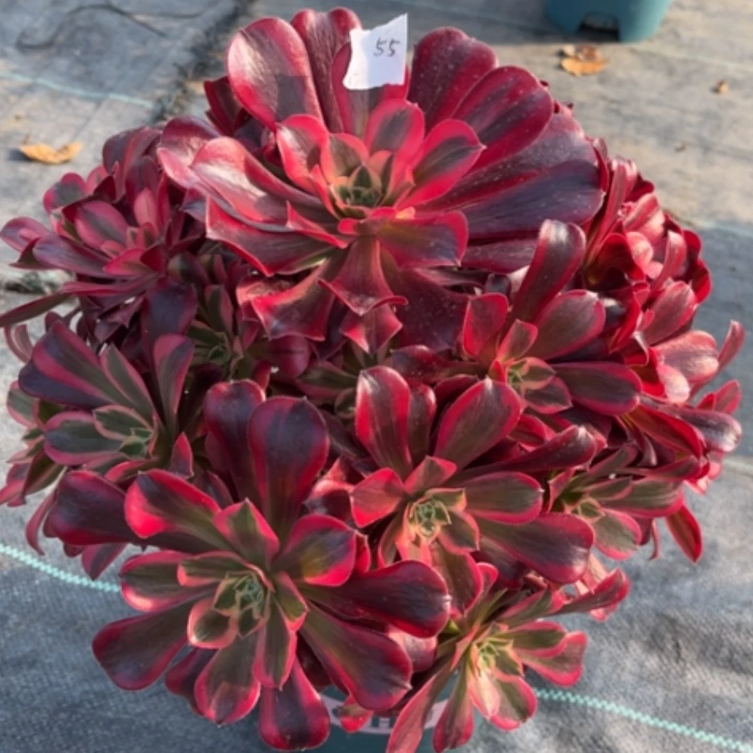 【闪购商品】55美杜莎多肉法师