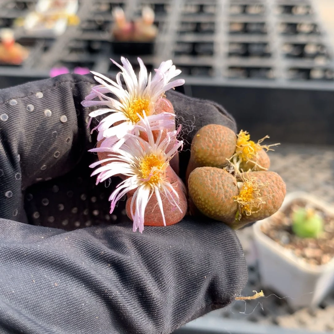 885蛋糕风铃母本