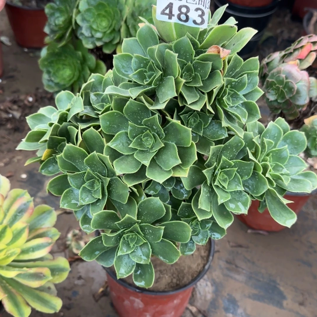 香腹483满20包邮断枝不包