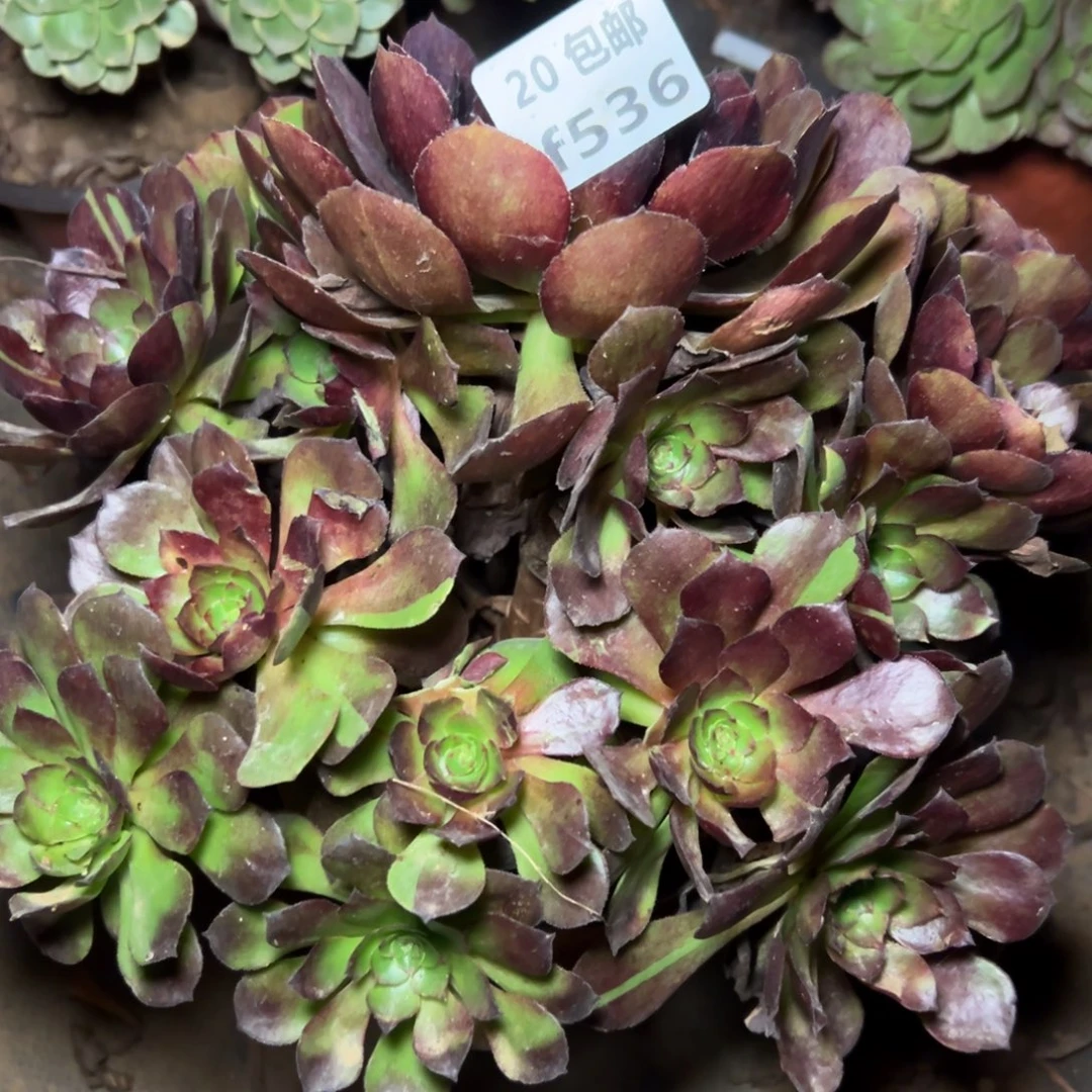 536黑美人，多肉法师