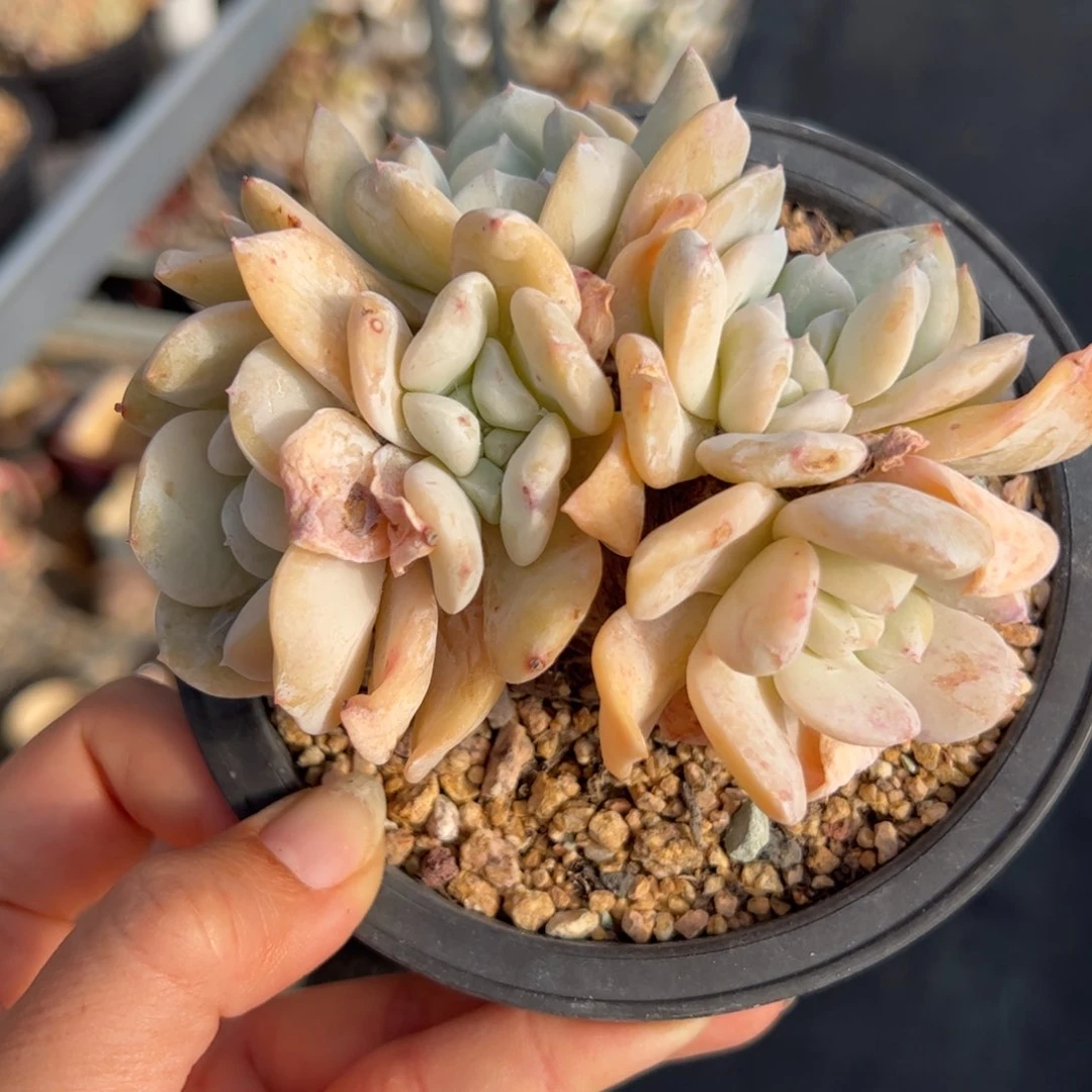 用****6雪特小树朵朵缀-896