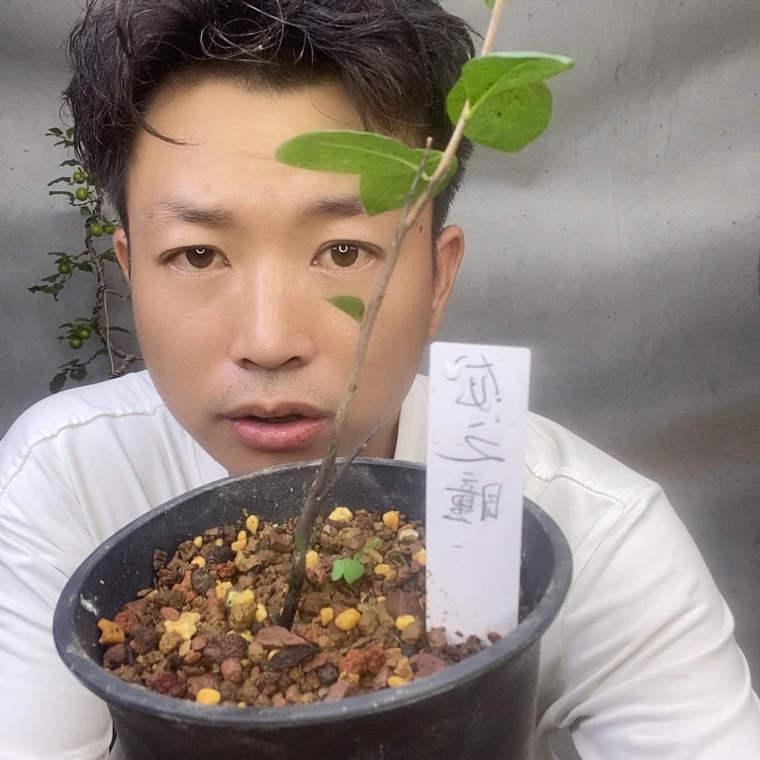 无花朵老鸦柿龙之瞳苗