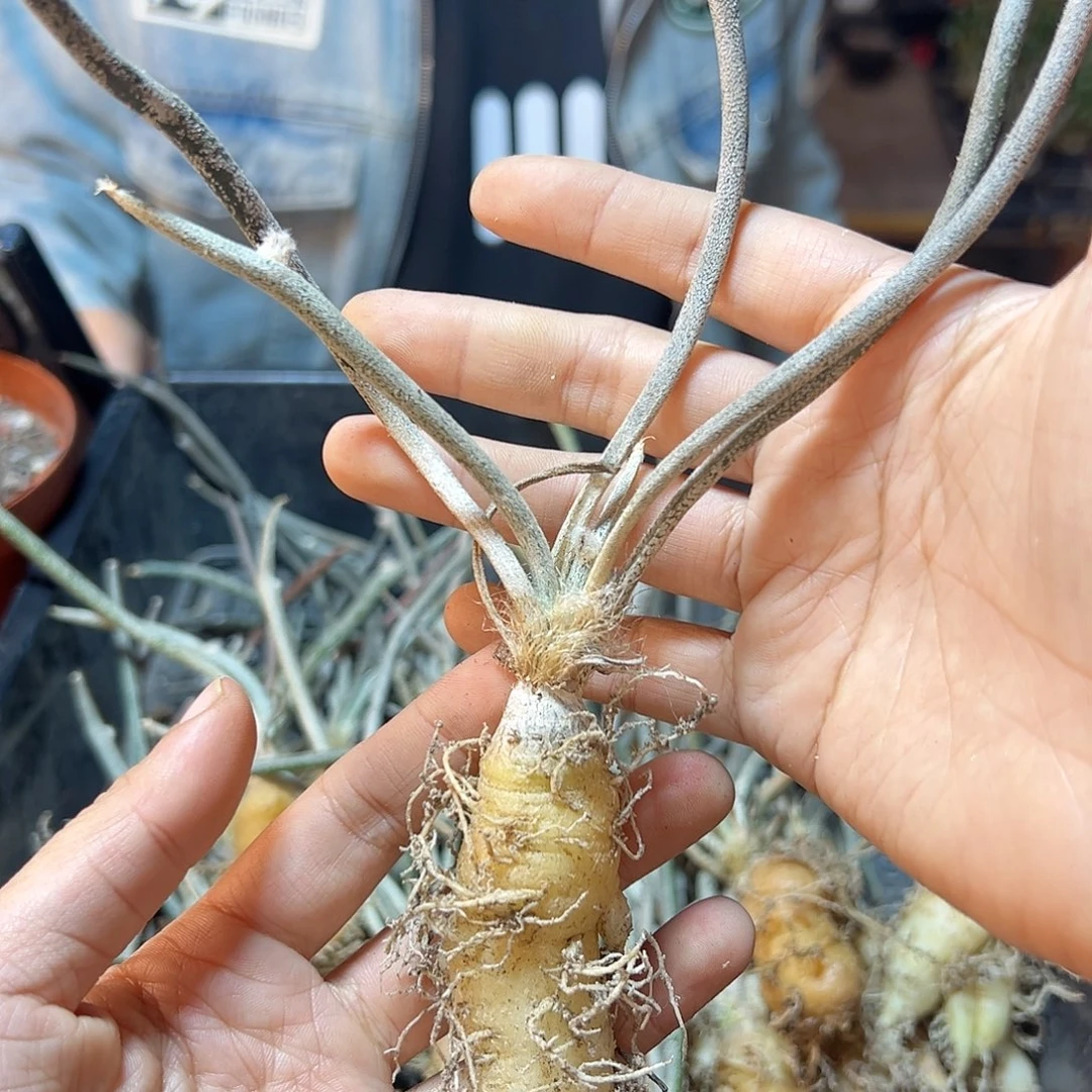 实生美杜莎2公分带盆