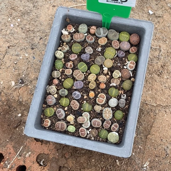 稻***米生石花的季节是春天823
