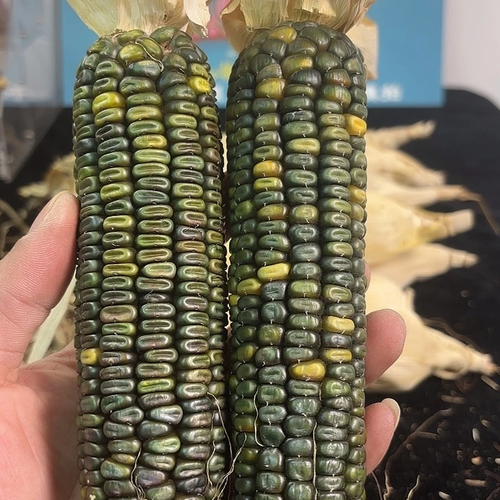 塑料文玩玉米哇哈卡