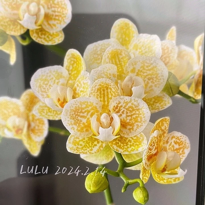 完全开放湾湾雅风黄金豹2.8寸苗可以可挑苗