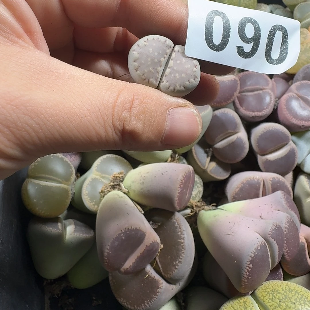 石***榴生石花一物一拍090