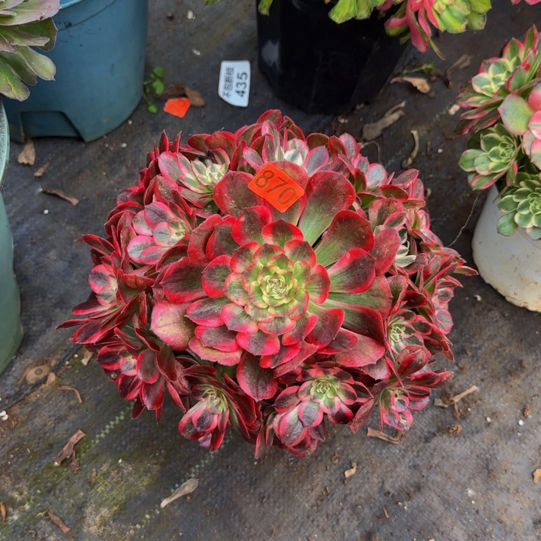 云河法师多肉锦870