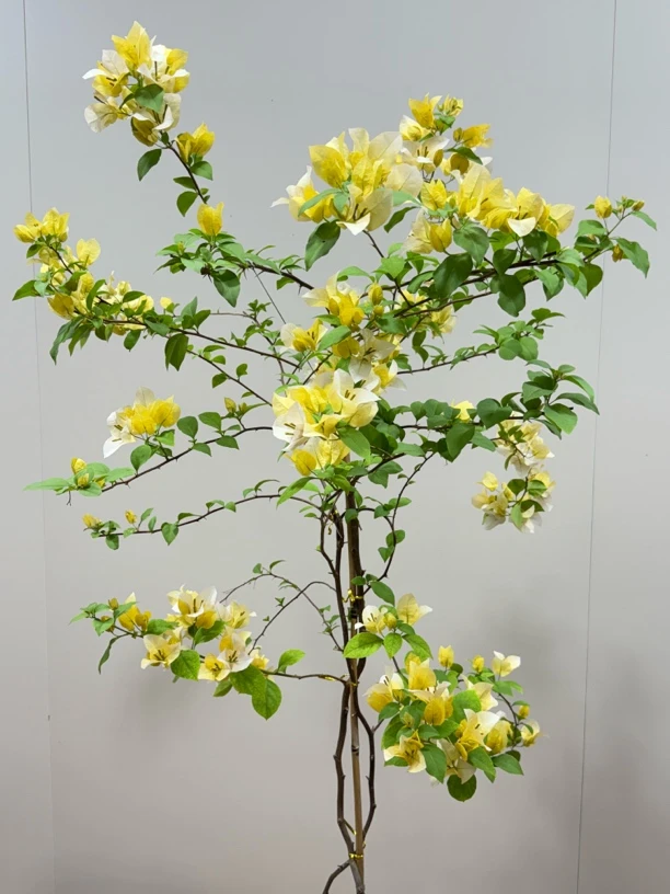 （一物一拍）苏瓦娜 鹅黄色渐变奶黄色 爆花能力强