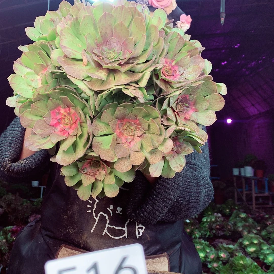 柒柒精品多肉脱土发货不包断侧枝516