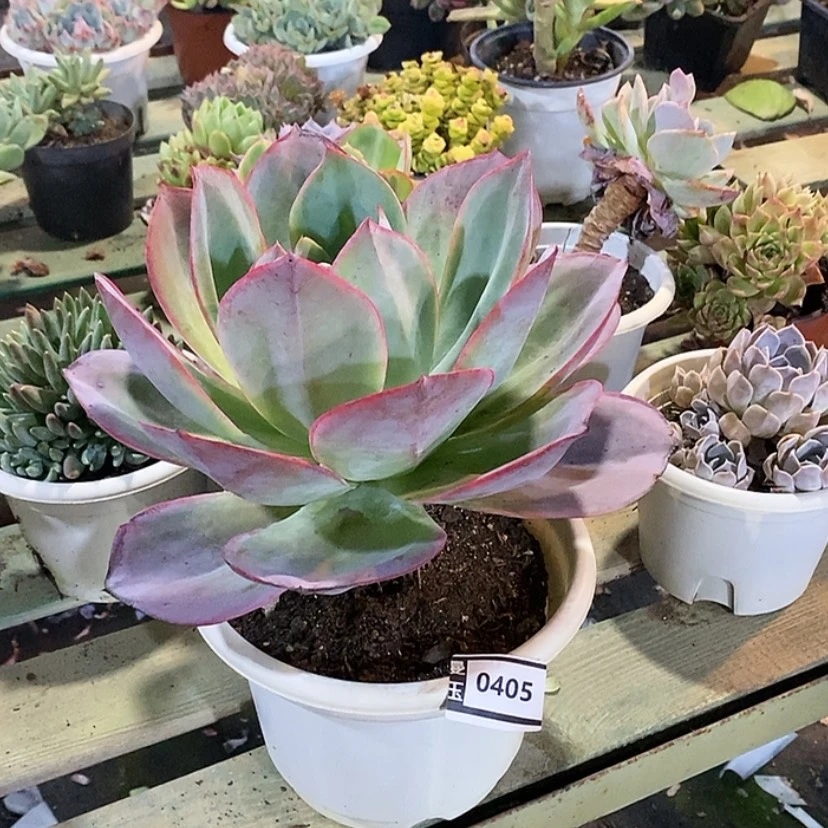 【闪购商品】肯尼迪0405