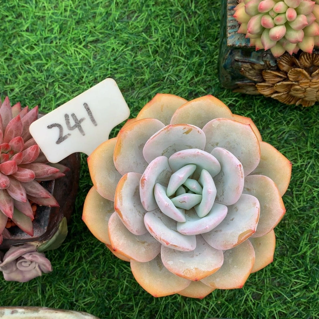 牵***花多痛植物727373773737373