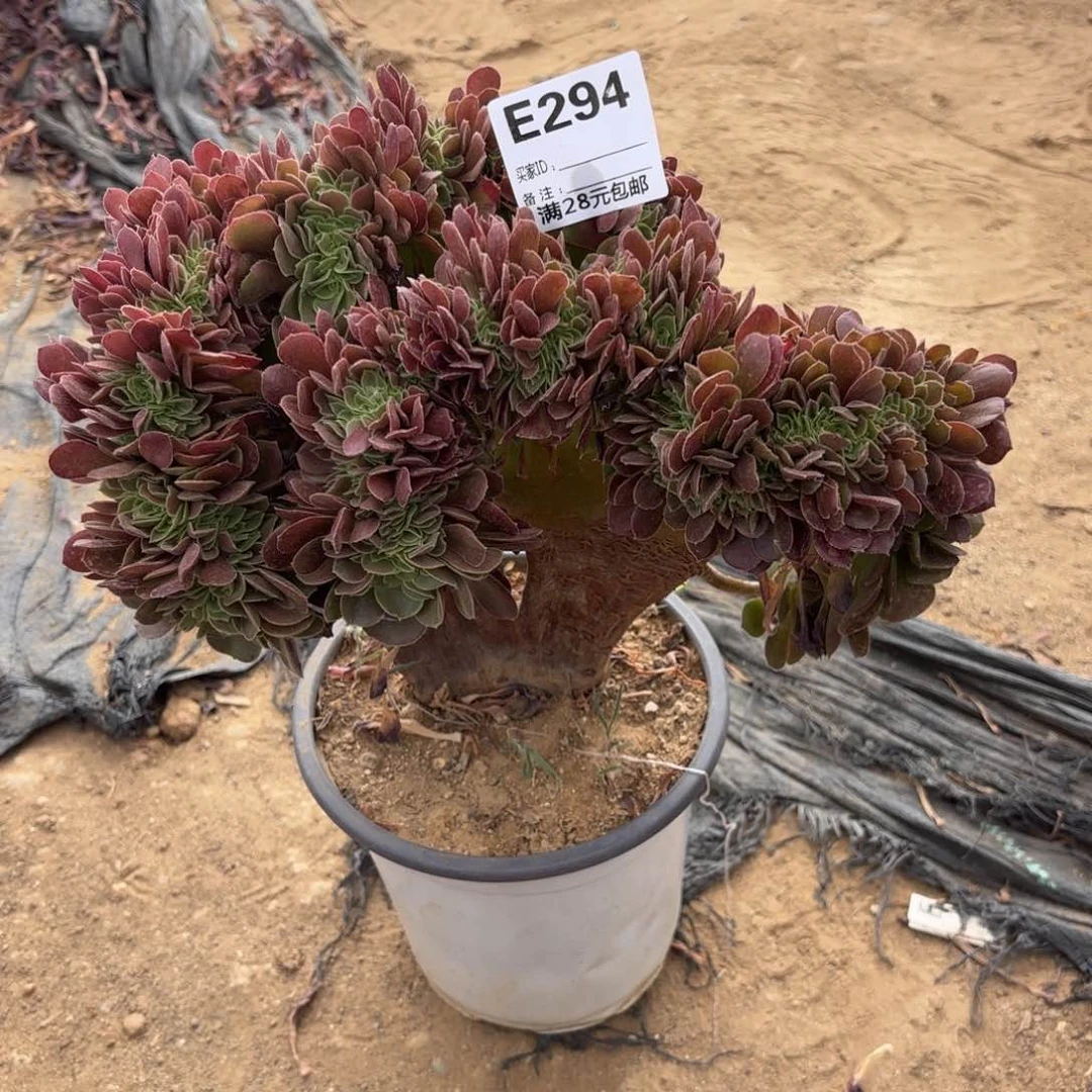 金*戈294玫瑰缀多肉植物