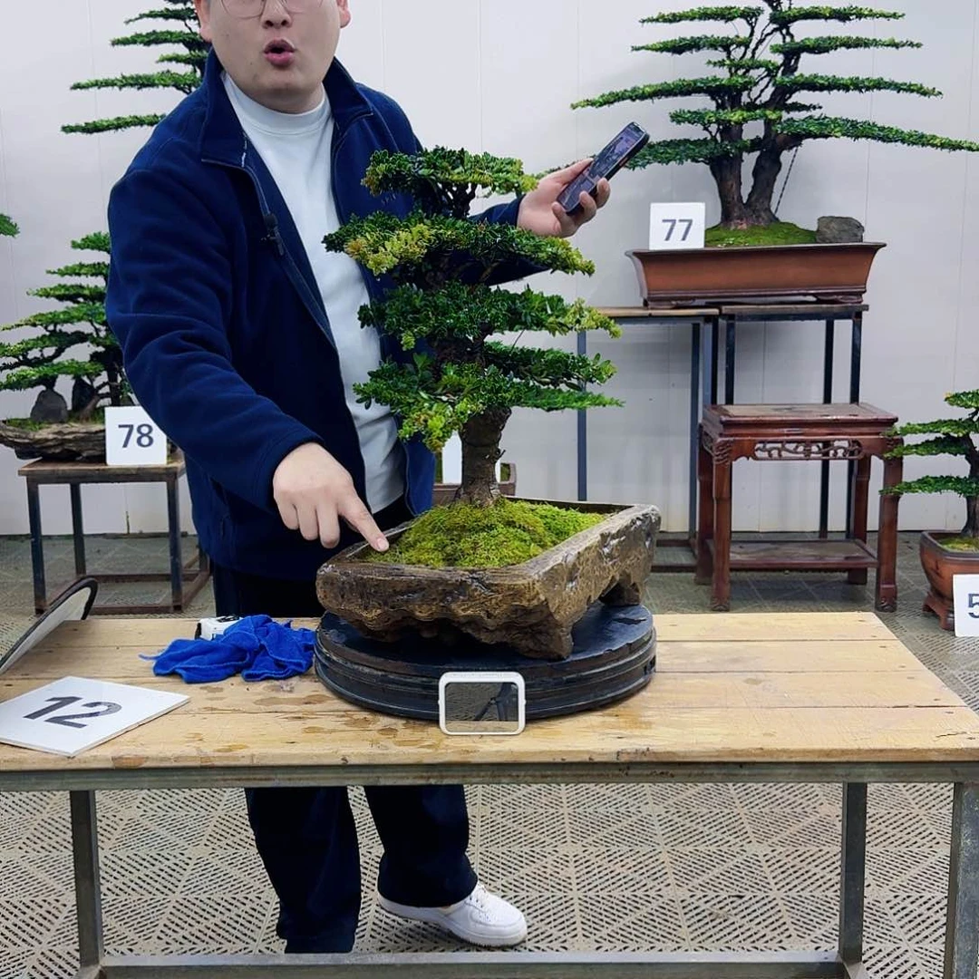 盆景罗汉松造型盆景