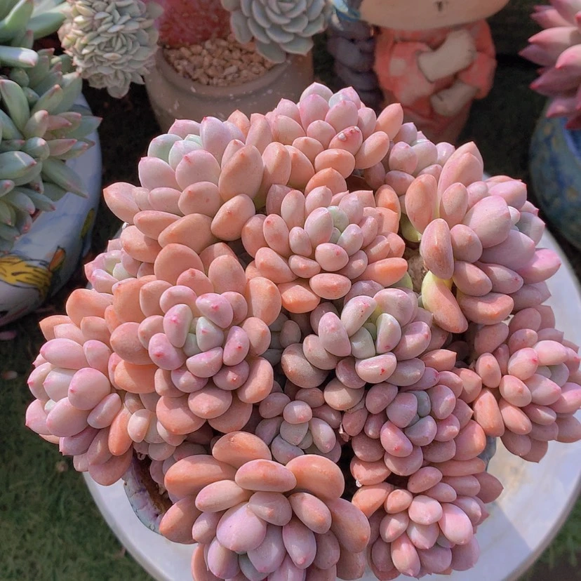 【闪购商品】彩虹白鹭