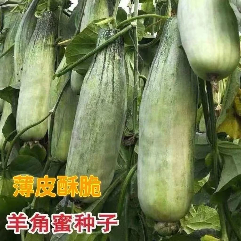 【全店满6包包邮】【91】羊角密种子