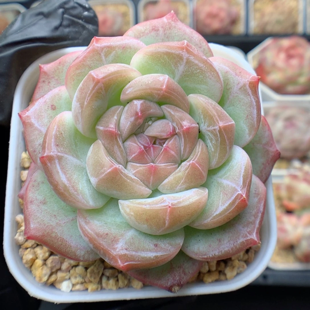 多肉植物。 糖心61