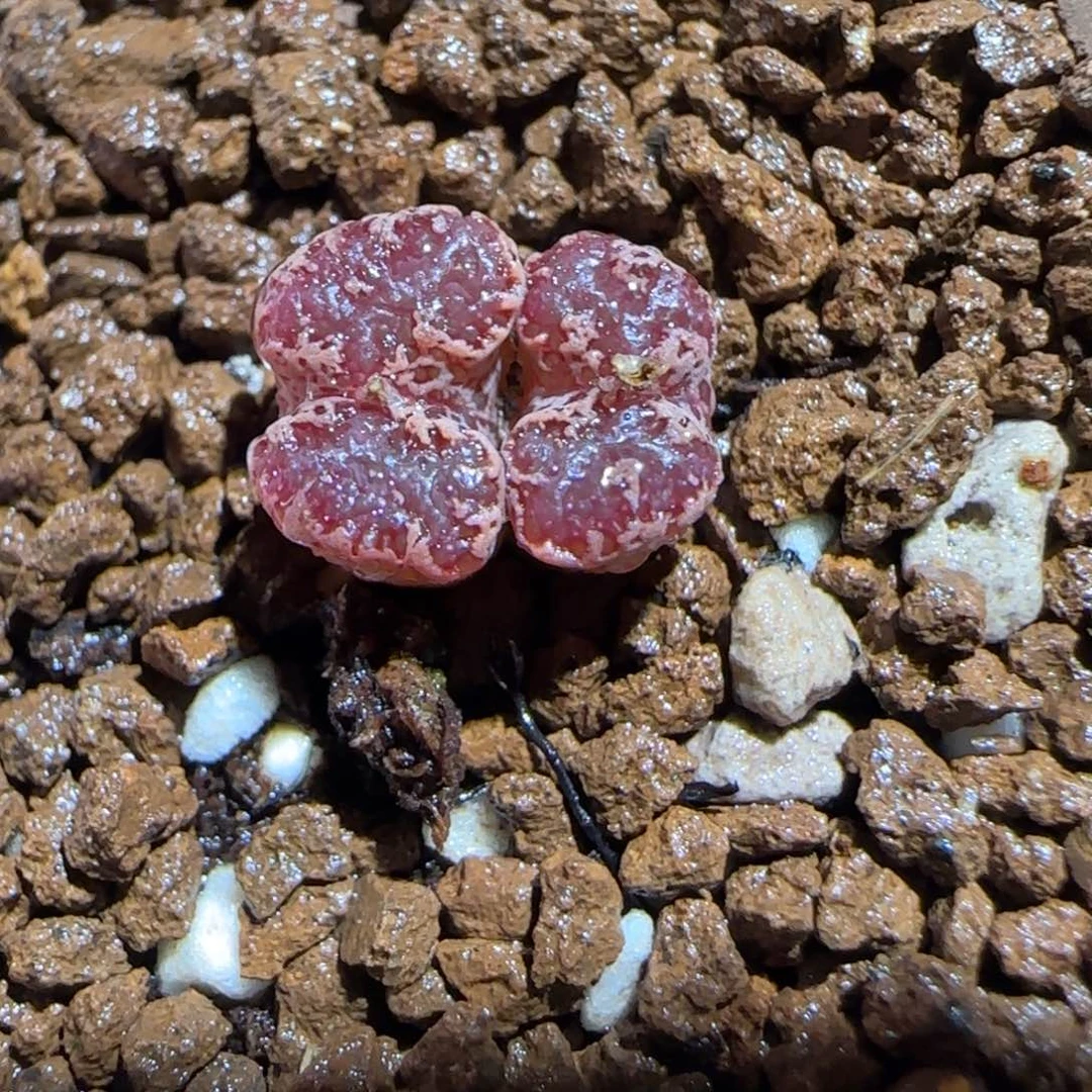 肉锥多肉植物组合-3km勋章1128
