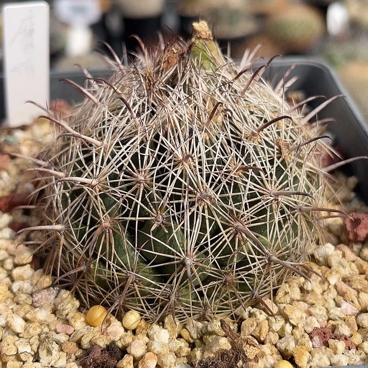 鹰爪实生裸根发货